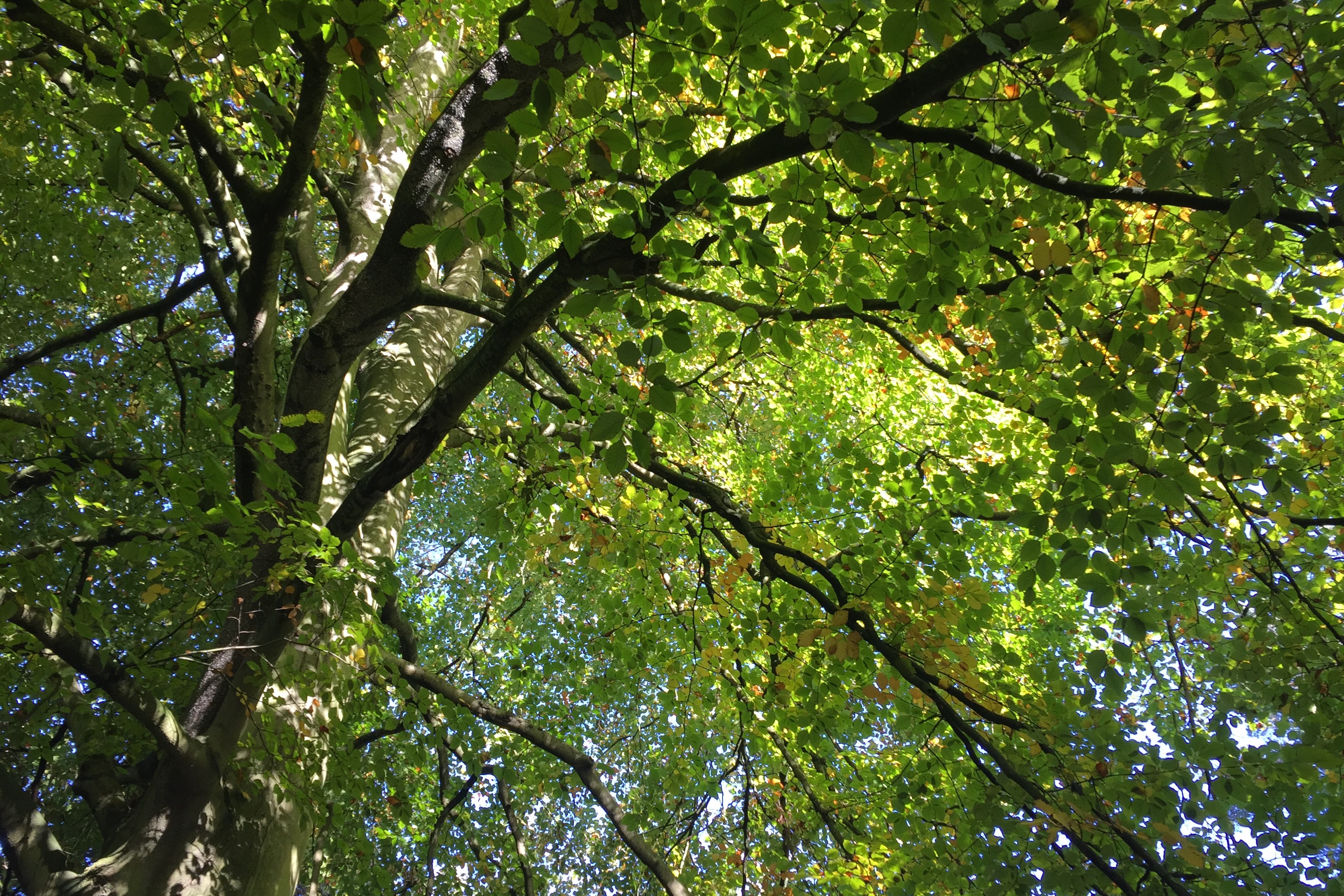 An upwards view of large tree with many green leaves