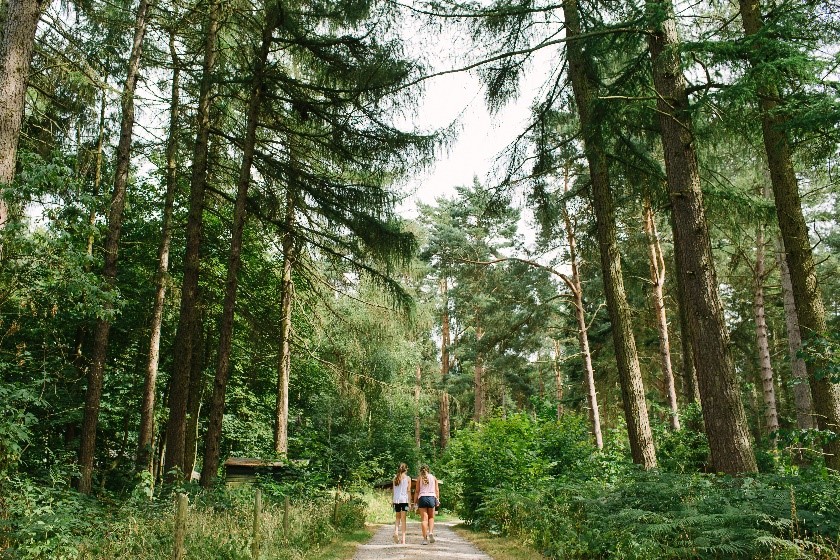 Two people walking on a path in woodland framed by large trees