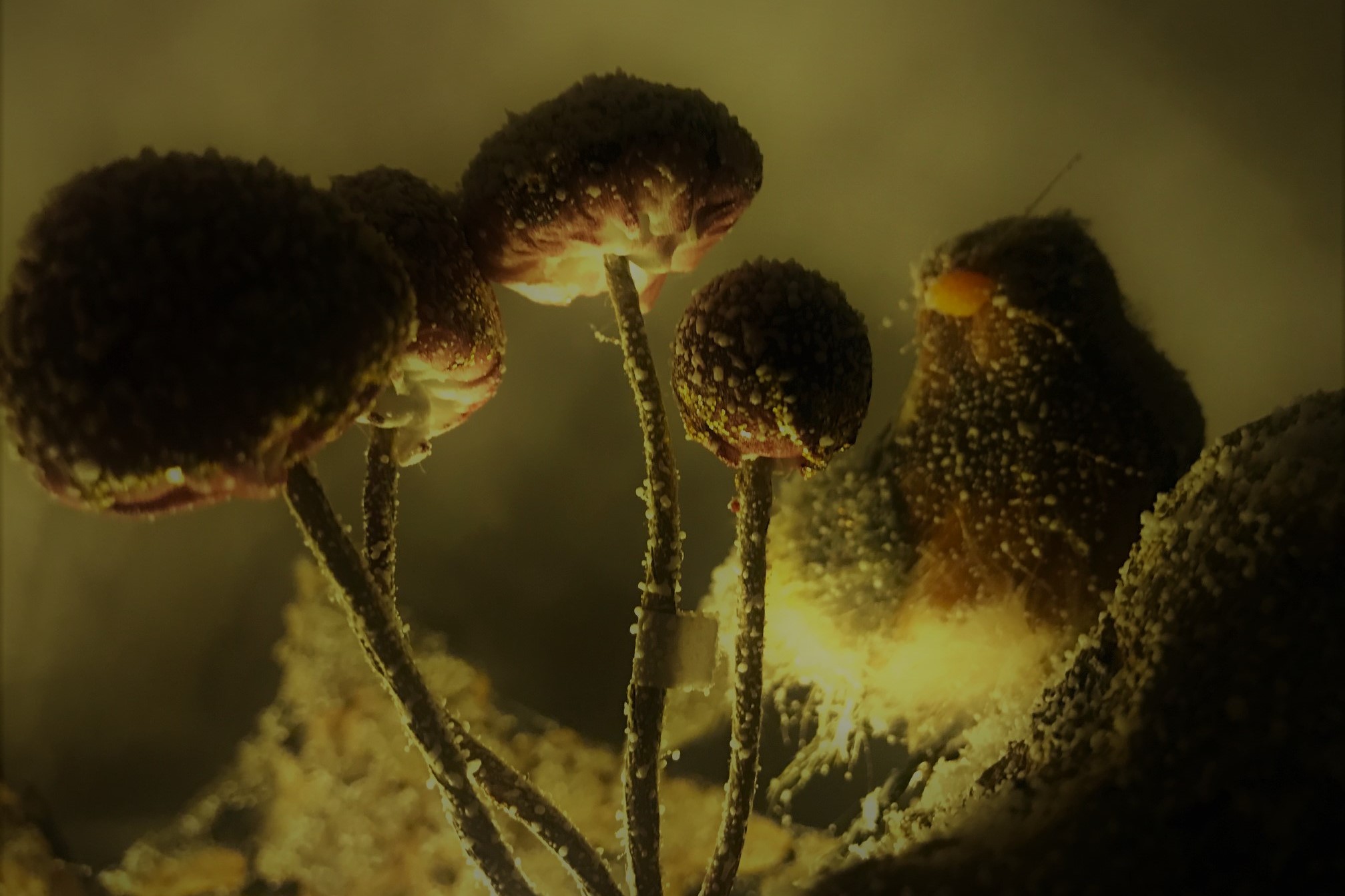 A small patch of backlit mushrooms