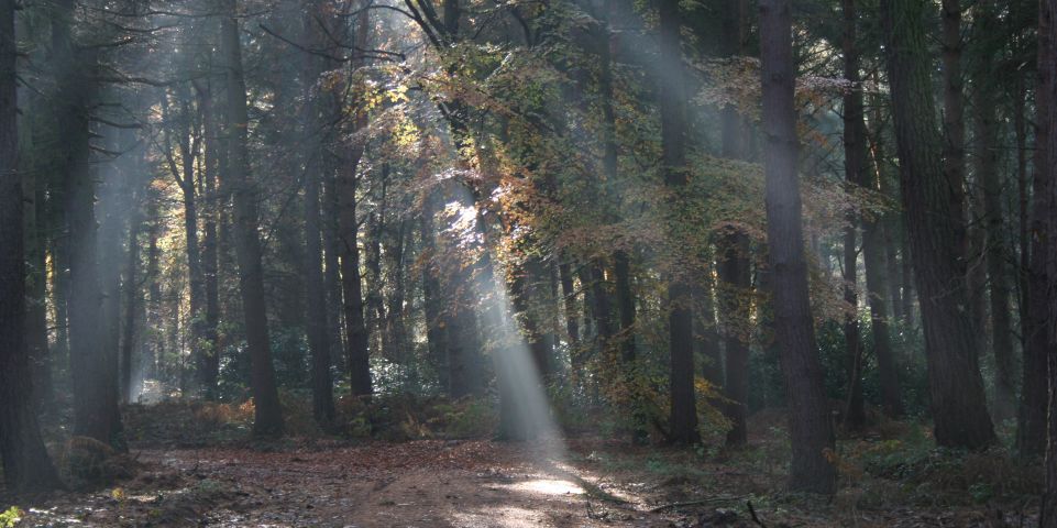 Sunbeams pierce the canopy of a woodland clearing