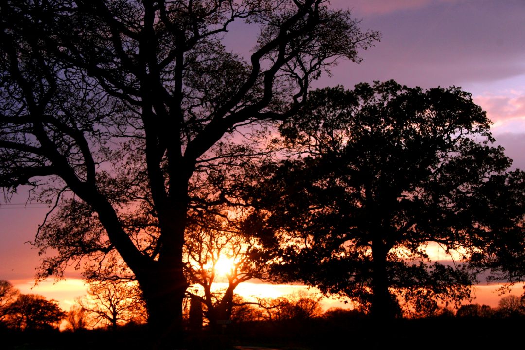 Two trees backlit by a sunset